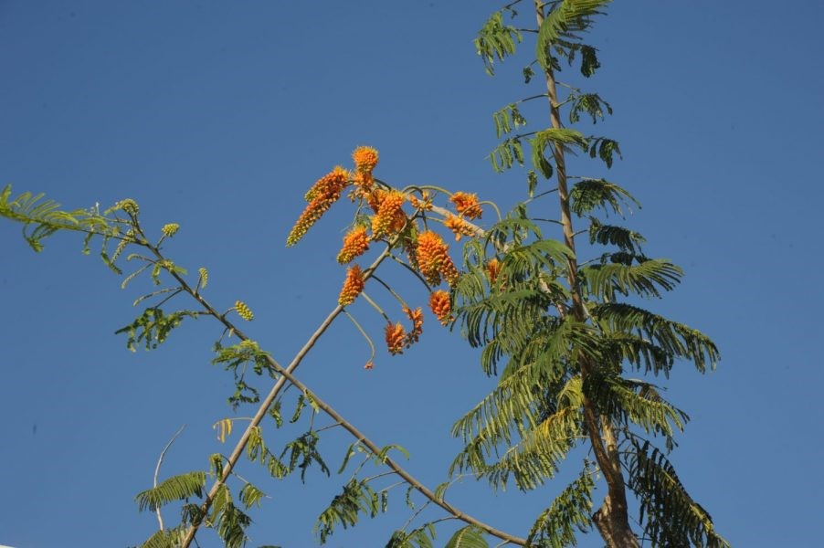 Delonix Regia 