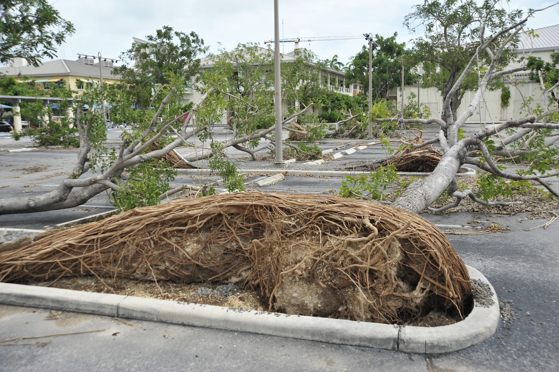 Saving trees after Grace's passage