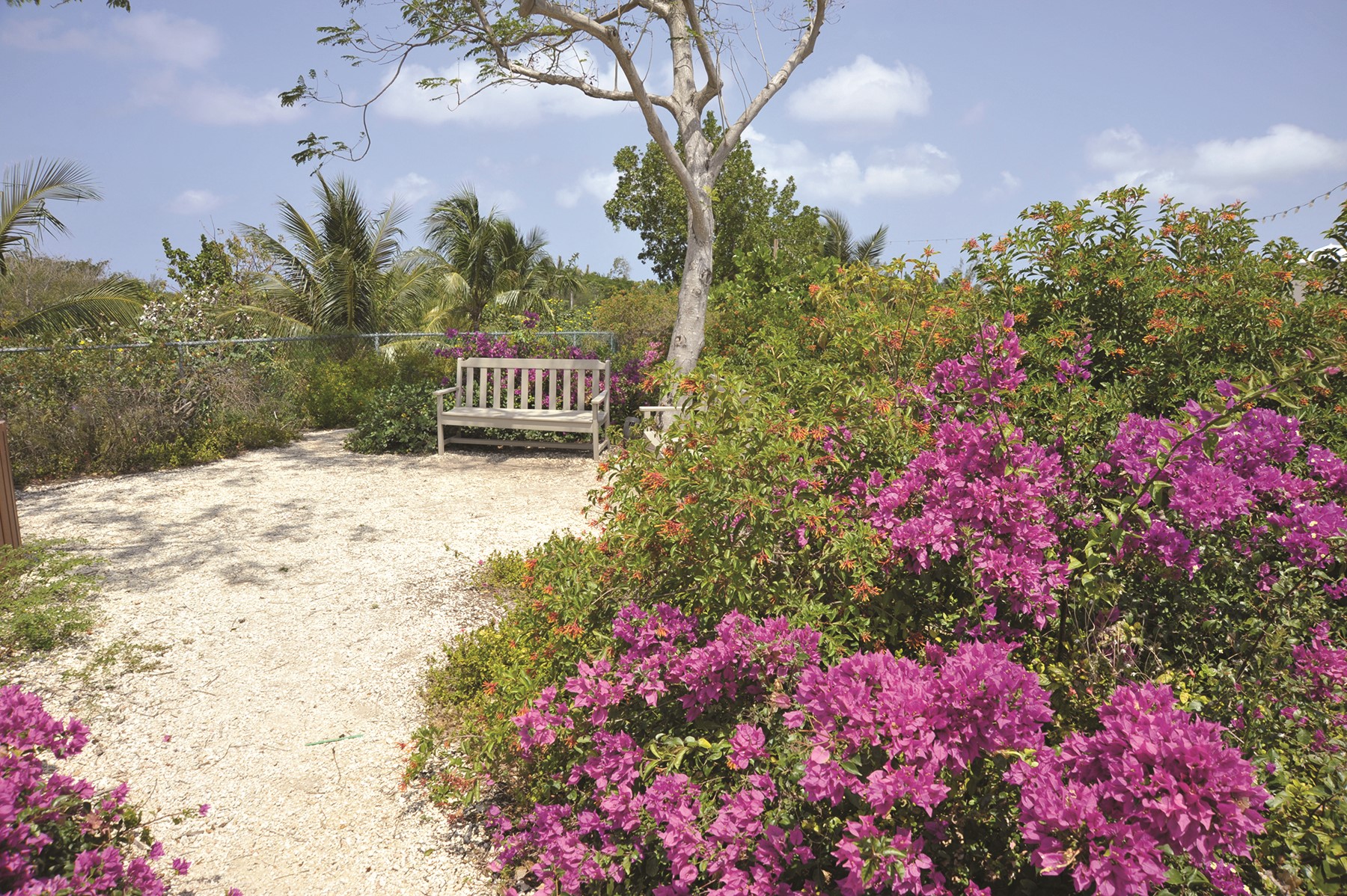 Bougainvillea Sp.