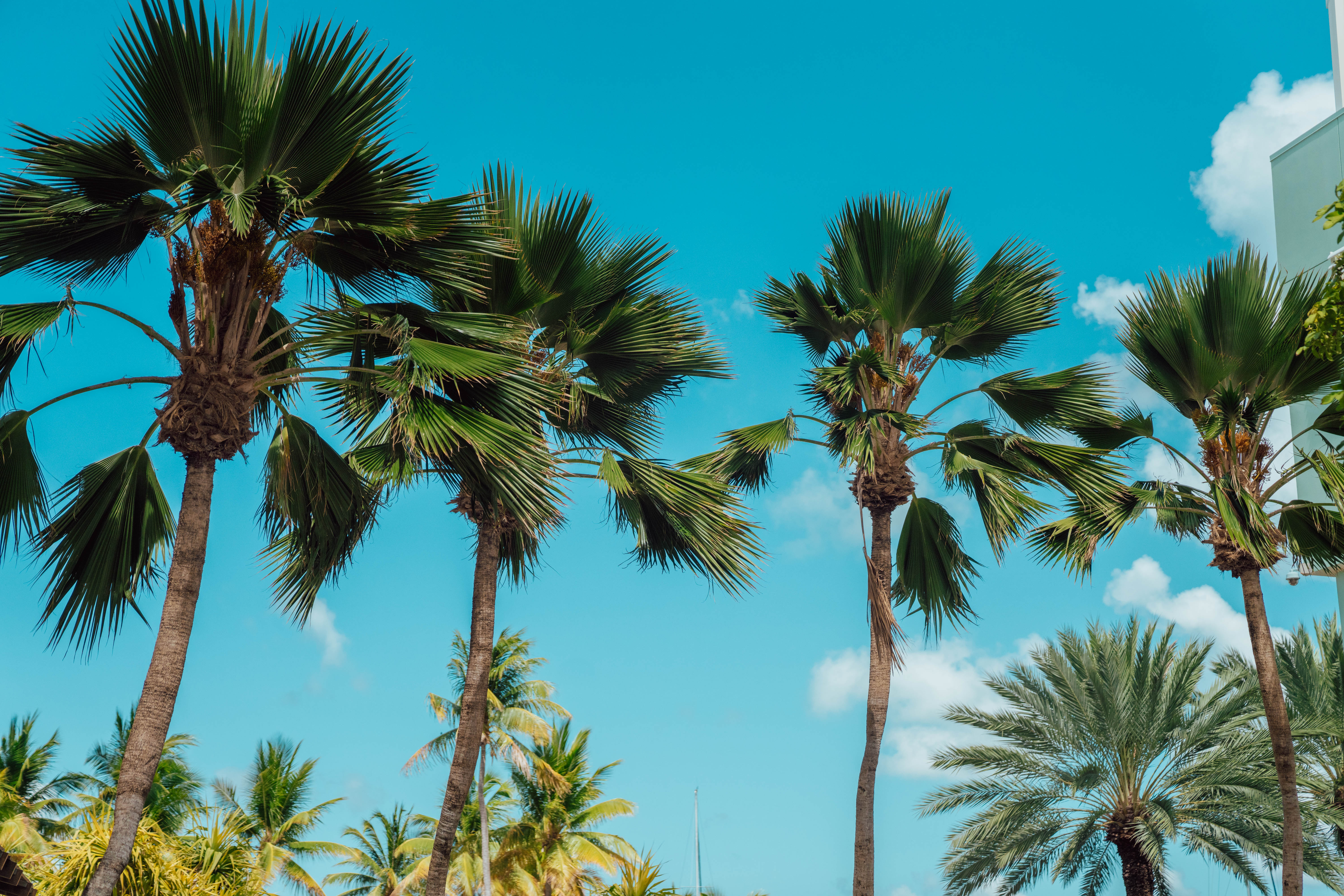 Why Cayman for tech?