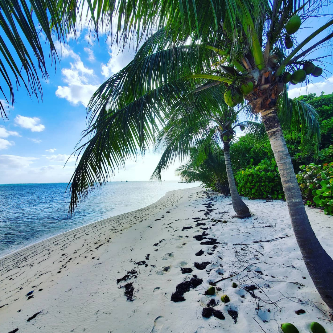 beachside palm tree