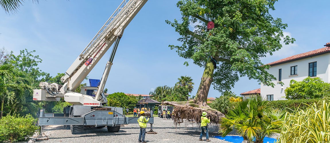 Cayman Compass: New home awaits uprooted tree