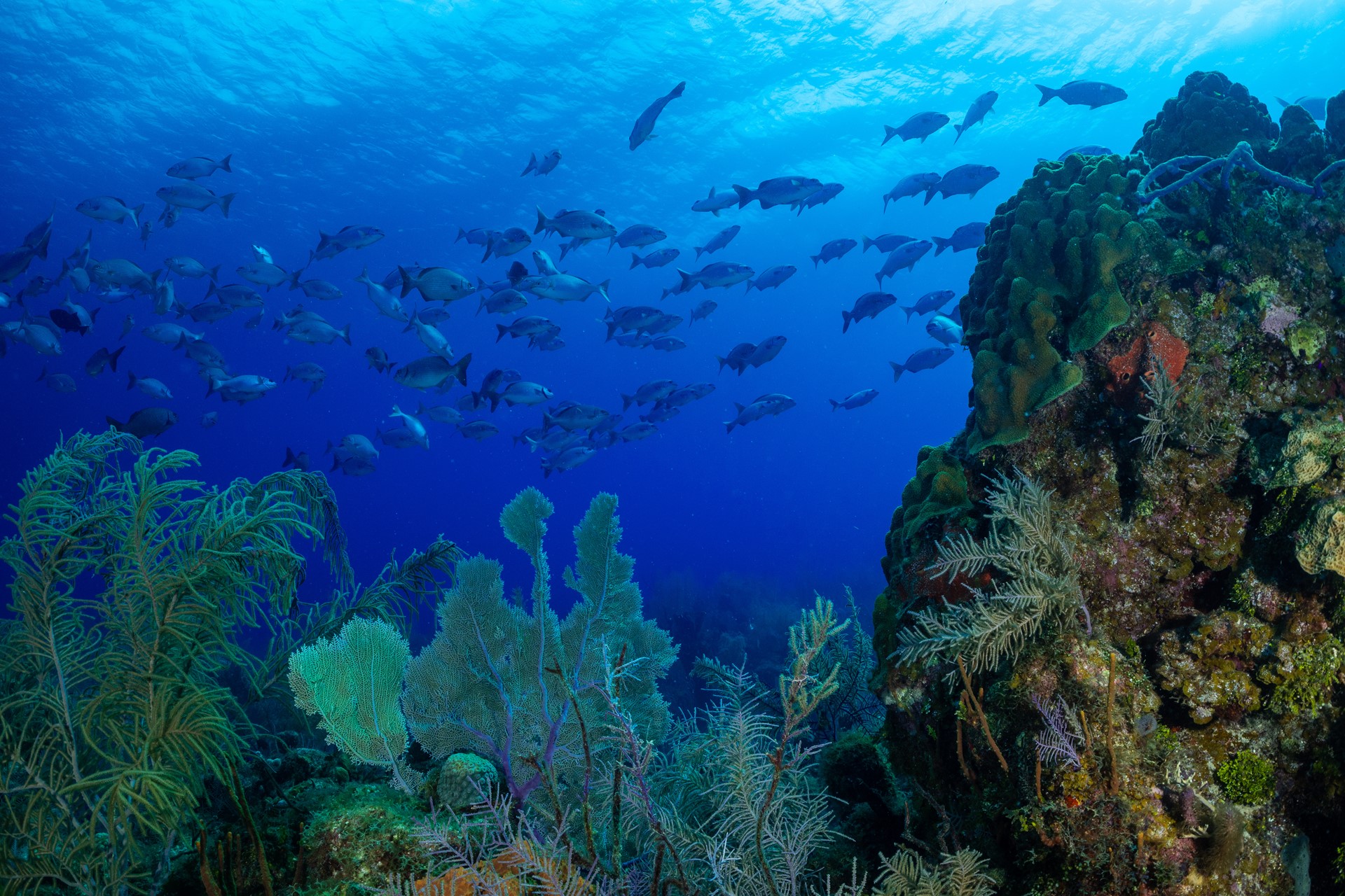 seawall with sea life