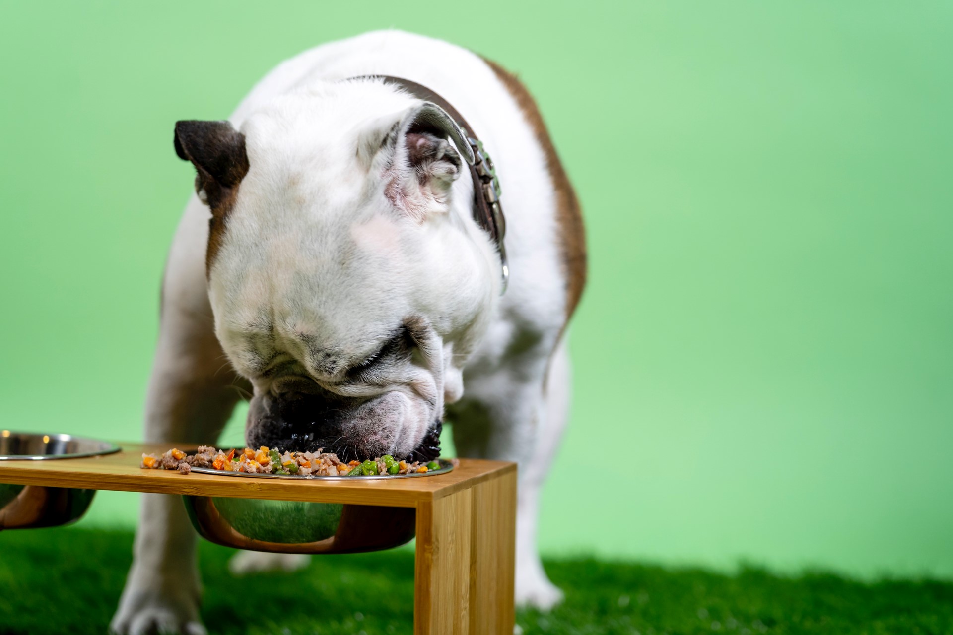 dog eating from a bowl