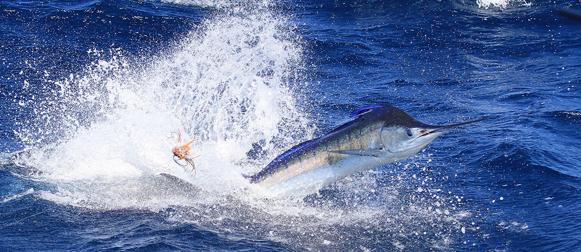 Cayman Billfish Rundown to Diversify the Cayman Islands Tourism Offering