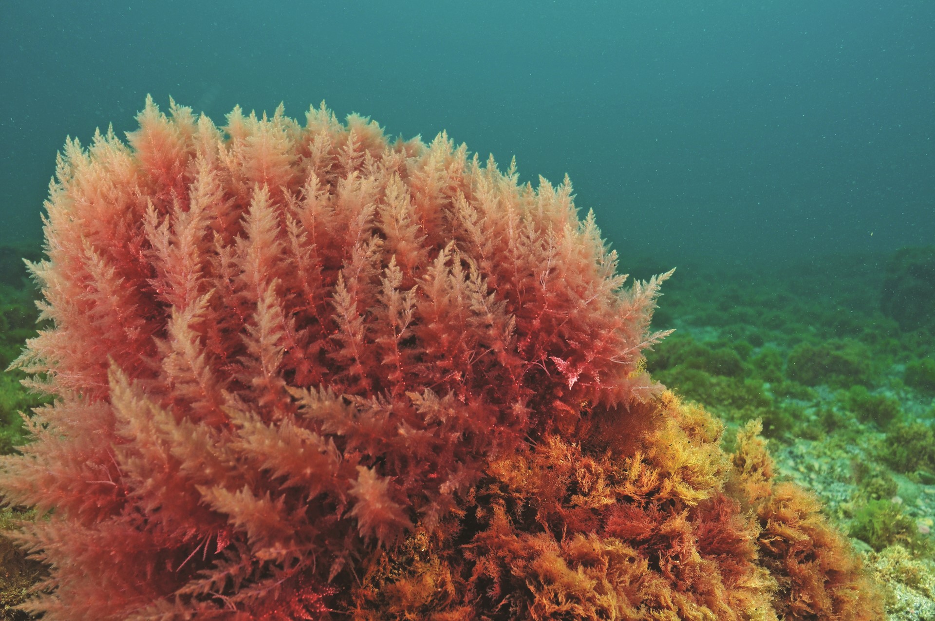 Secrets of the spa: The skin benefits of algae