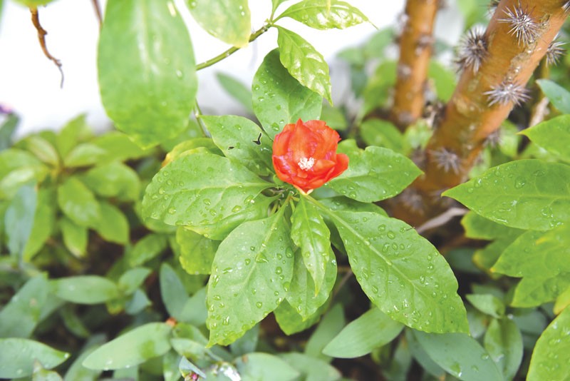 Plumeria Pudica