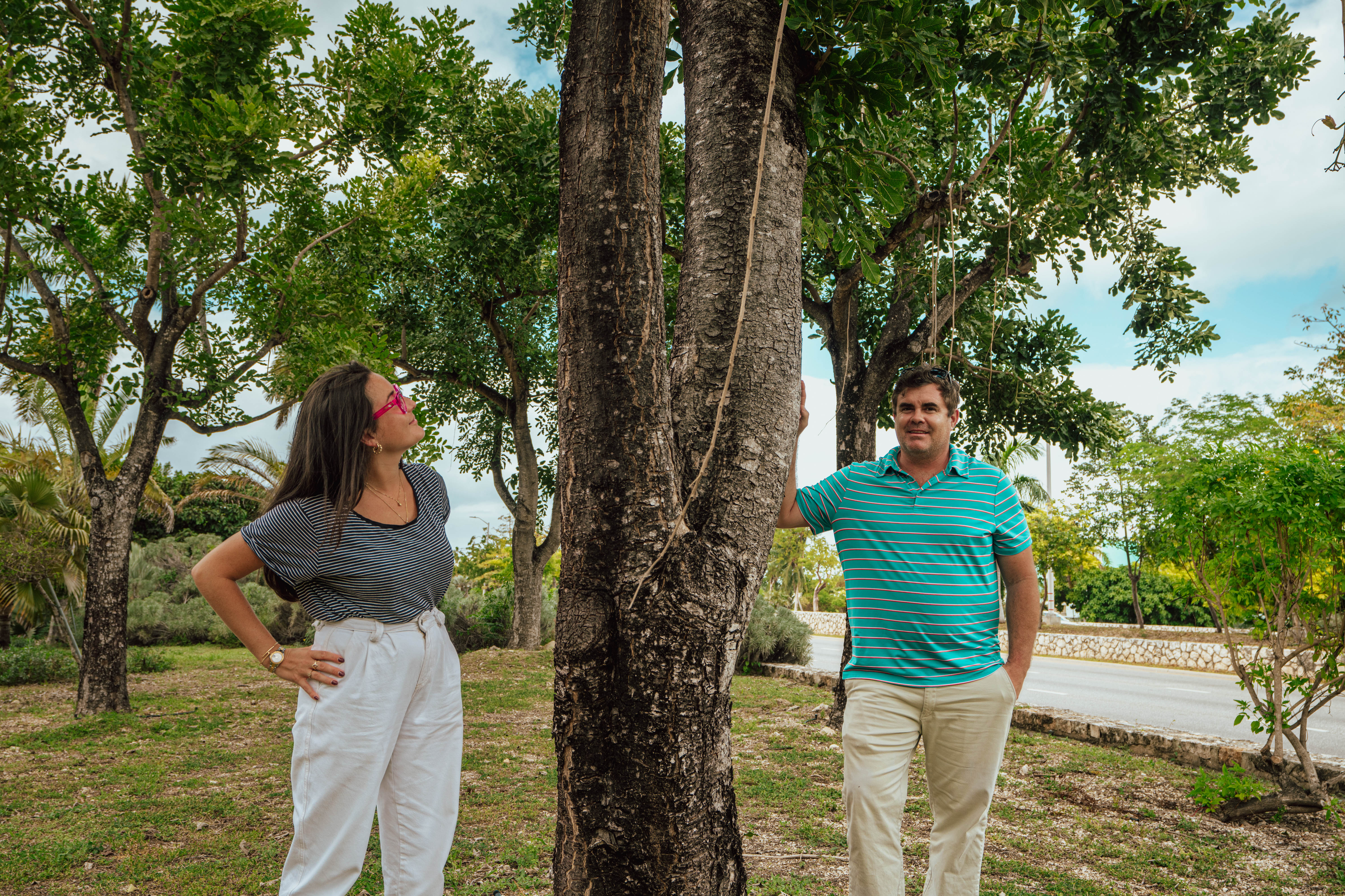 A tale of triumph — how a team saved Camana Bay's iconic sausage trees